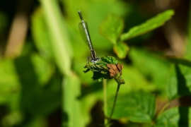 Platycnemis pennipes - Blaue Federlibelle