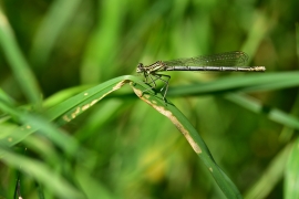 Platycnemis pennipes - Blaue Federlibelle