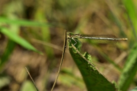 Platycnemis pennipes - Blaue Federlibelle