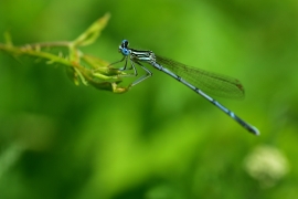 Platycnemis pennipes - Blaue Federlibelle