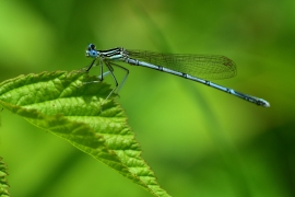 Platycnemis pennipes - Blaue Federlibelle