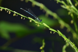 Platycnemis pennipes - Blaue Federlibelle