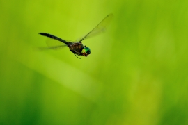 Gefleckte Smaragdlibelle - Somatochlora flavomaculata