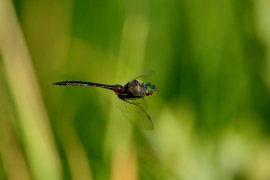 Gefleckte Smaragdlibelle - Somatochlora flavomaculata