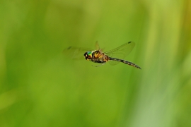 Gefleckte Smaragdlibelle - Somatochlora flavomaculata