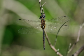 Gefleckte Smaragdlibelle - Somatochlora flavomaculata