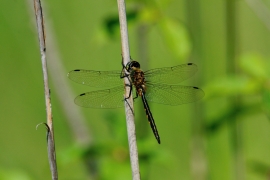 Gefleckte Smaragdlibelle - Somatochlora flavomaculata