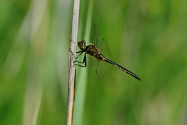 Gefleckte Smaragdlibelle - Somatochlora flavomaculata