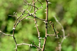 Gefleckte Smaragdlibelle - Somatochlora flavomaculata