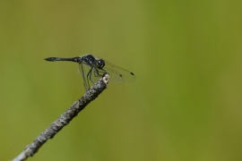 Sympetrum danae - Schwarze Heidelibelle