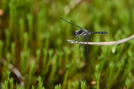 Sympetrum danae - Schwarze Heidelibelle