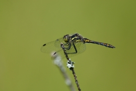 Sympetrum danae - Schwarze Heidelibelle