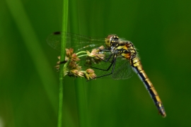 Sympetrum danae - Schwarze Heidelibelle