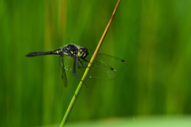 Sympetrum danae - Schwarze Heidelibelle