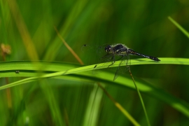 Sympetrum danae - Schwarze Heidelibelle