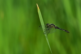 Sympetrum danae - Schwarze Heidelibelle