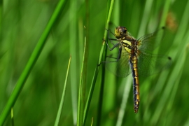 Sympetrum danae - Schwarze Heidelibelle