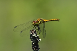 Sympetrum danae - Schwarze Heidelibelle