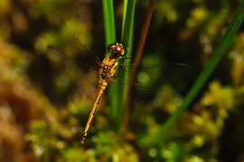 Sympetrum danae - Schwarze Heidelibelle