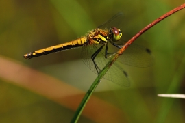 Sympetrum danae - Schwarze Heidelibelle