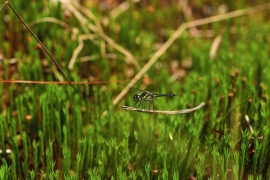 Sympetrum danae - Schwarze Heidelibelle