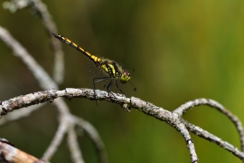 Sympetrum danae - Schwarze Heidelibelle