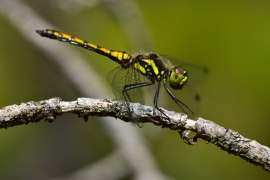 Sympetrum danae - Schwarze Heidelibelle