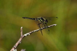 Sympetrum danae - Schwarze Heidelibelle