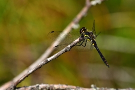 Sympetrum danae - Schwarze Heidelibelle