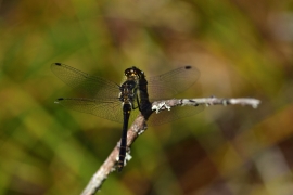 Sympetrum danae - Schwarze Heidelibelle