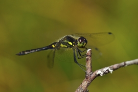 Sympetrum danae - Schwarze Heidelibelle