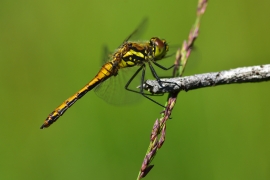 Sympetrum danae - Schwarze Heidelibelle