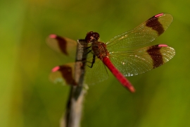 Sympetrum pedemontanum - Gebänderte Heidelibelle