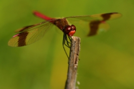 Sympetrum pedemontanum - Gebänderte Heidelibelle