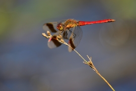 Sympetrum pedemontanum - Gebänderte Heidelibelle