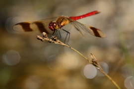 Sympetrum pedemontanum - Gebänderte Heidelibelle