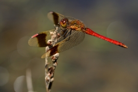 Sympetrum pedemontanum - Gebänderte Heidelibelle