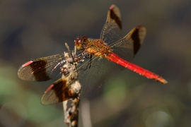 Sympetrum pedemontanum - Gebänderte Heidelibelle