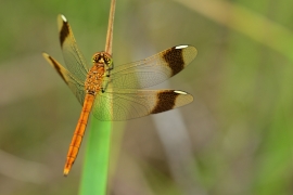 Sympetrum pedemontanum - Gebänderte Heidelibelle