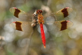 Sympetrum pedemontanum - Gebänderte Heidelibelle