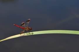 Sympetrum pedemontanum - Gebänderte Heidelibelle