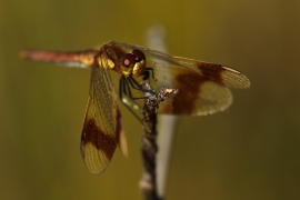 Sympetrum pedemontanum - Gebänderte Heidelibelle