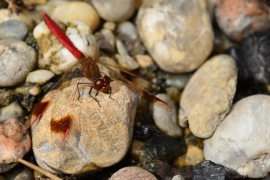 Sympetrum pedemontanum - Gebänderte Heidelibelle