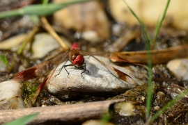 Sympetrum pedemontanum - Gebänderte Heidelibelle