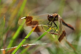 Sympetrum pedemontanum - Gebänderte Heidelibelle