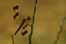 Sympetrum pedemontanum - Gebänderte Heidelibelle