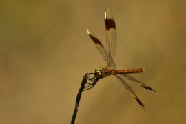 Sympetrum pedemontanum - Gebänderte Heidelibelle