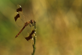 Sympetrum pedemontanum - Gebänderte Heidelibelle