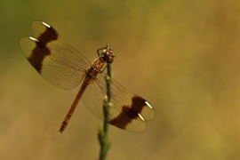 Sympetrum pedemontanum - Gebänderte Heidelibelle