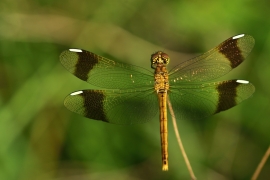 Sympetrum pedemontanum - Gebänderte Heidelibelle